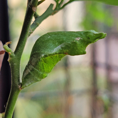 Papilio demoleus