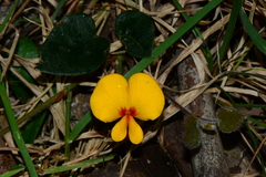 Platylobium infecundum