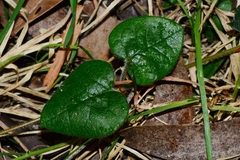 Platylobium infecundum