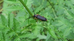 Phytoecia affinis