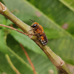 Megachile lanata