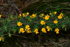 Pultenaea hispidula