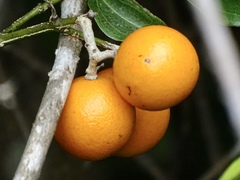 Strychnos angustiflora