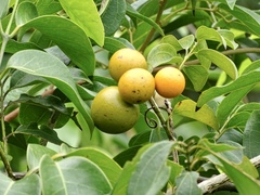 Strychnos angustiflora