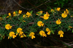 Pultenaea hispidula