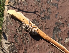 Cyphocleonus achates
