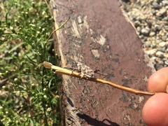 Cyphocleonus achates