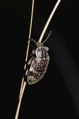 Lepispilus rotundicollis