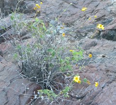 Bahiopsis triangularis