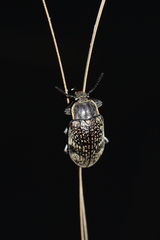 Lepispilus rotundicollis