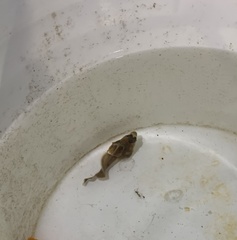 Nautichthys oculofasciatus