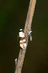 Euphiltra eroticella