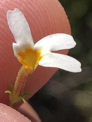 Jamesbrittenia argentea