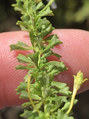 Jamesbrittenia argentea