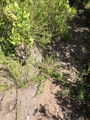 Jamesbrittenia argentea