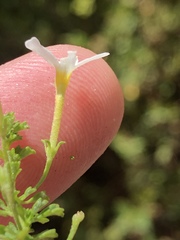 Jamesbrittenia argentea
