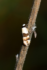 Euphiltra eroticella