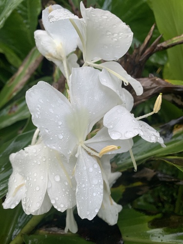 Hedychium coronarium observed 2020-10-22
