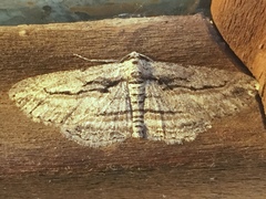 Iridopsis obliquaria