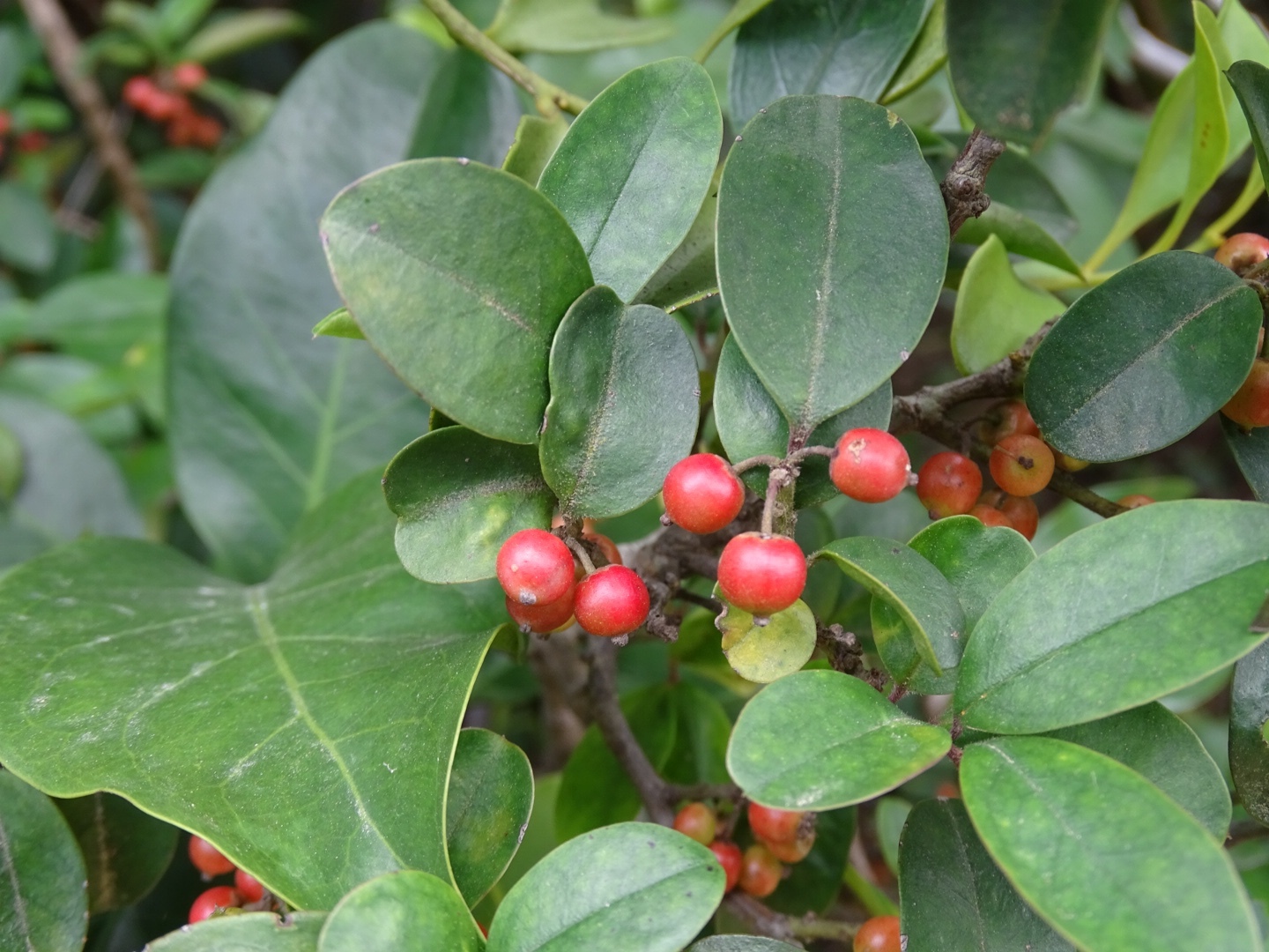 Ilex rotunda