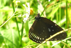 Euploea midamus