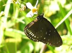 Euploea midamus