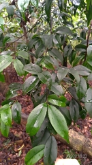 Ilex ficoidea