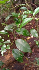 Ilex ficoidea