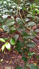 Ilex ficoidea