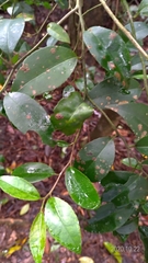 Ilex ficoidea