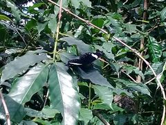 Catonephele numilia esite