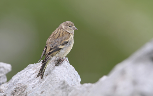 Citril Finch (Carduelis citrinella), photo 3