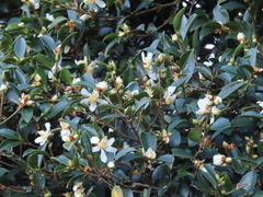Camellia brevistyla