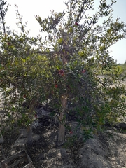 Punica granatum