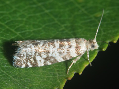 Epinotia tedella
