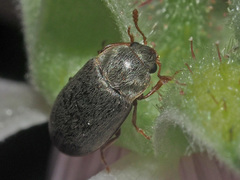 Byturus tomentosus