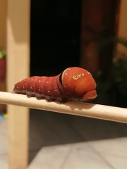 Papilio multicaudata
