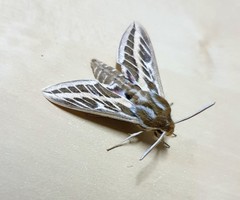 Hyles livornicoides