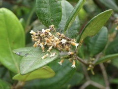 Alyxia sinensis