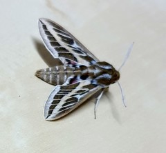 Hyles livornicoides