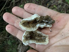 Protubera parvispora