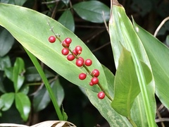 Alpinia oblongifolia