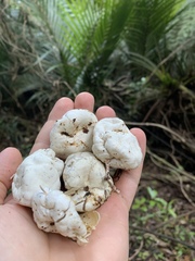 Protubera parvispora