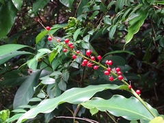 Alpinia oblongifolia