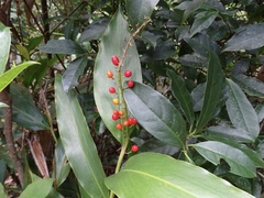 Alpinia oblongifolia