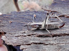 Larifugagraecia spuria