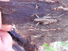 Larifugagraecia spuria