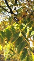 Magnoliopsida
