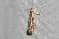 Leptosaces schistopa