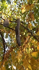 Magnoliopsida